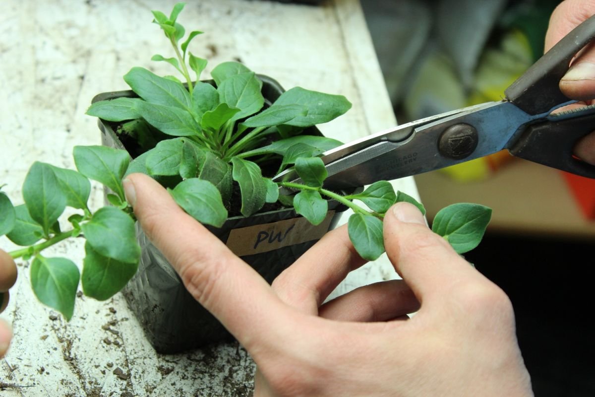 hoe je een petunia knijpt