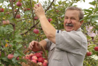 mannen plukker epler