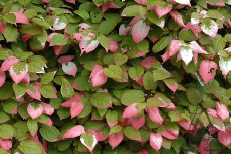 actinidia colomict