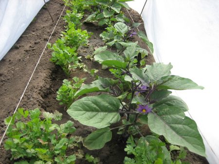 Blomstrende aubergine