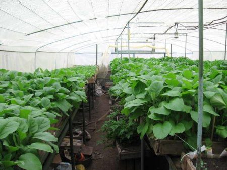 Talong greenhouse