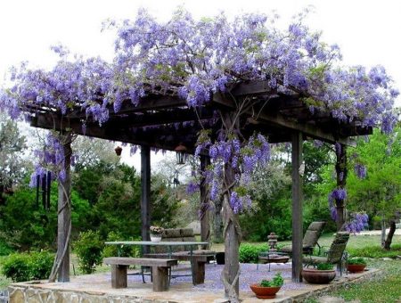 wisteria asul na buwan