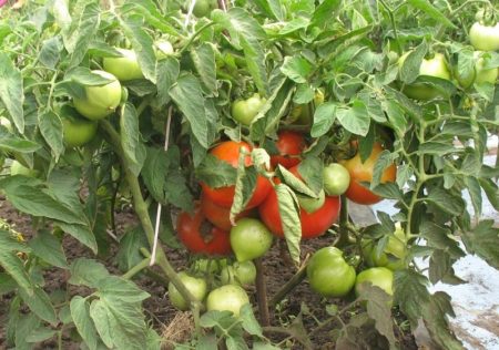 Tomaten Bobcat