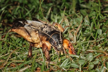 Draag in de tuin