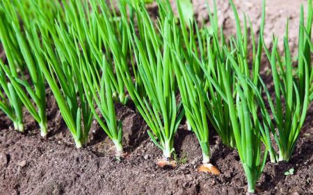 Lente-uitjes in de tuin