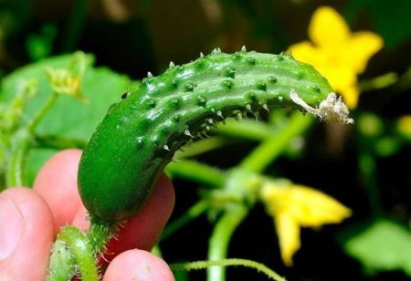 Kakulangan ng boron sa mga pipino