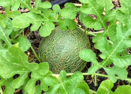 melon bush