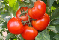 Rijpe tomaten