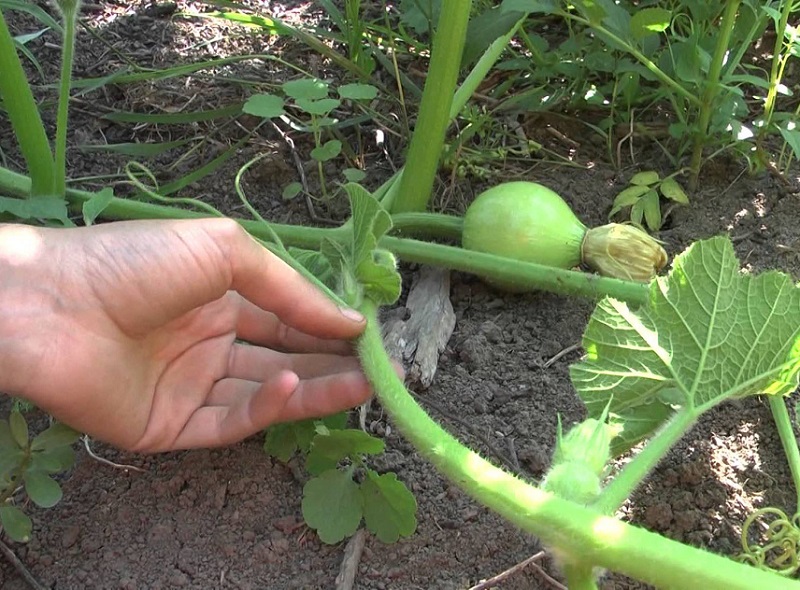 pinching melon