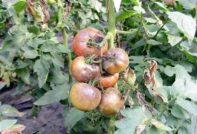 late plaag op tomaten