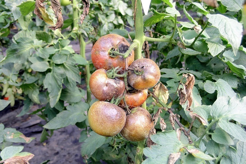 huli na pag-blight sa mga kamatis