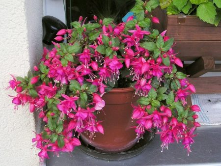 Blomstrende fuchsia