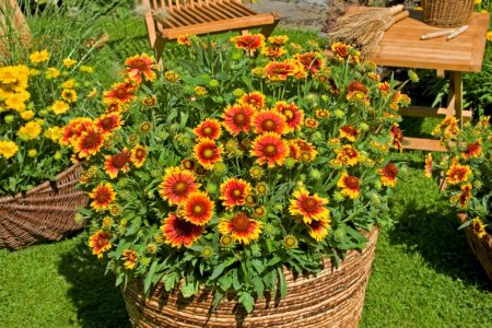 Gaillardia spinosa