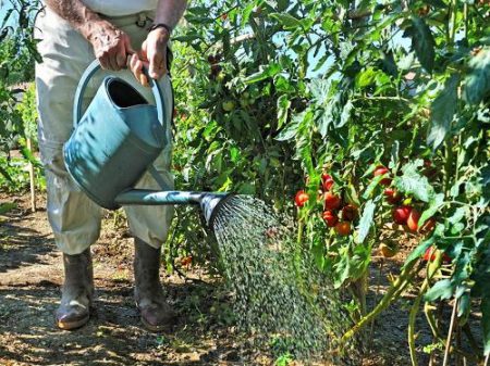 Man tomaten water geven