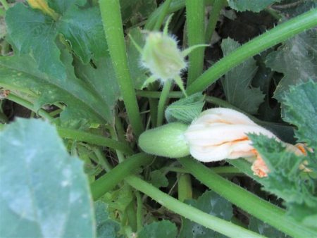 Courgette vastgebonden