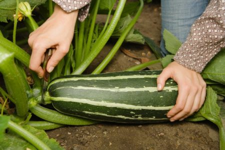 Courgette oogsten