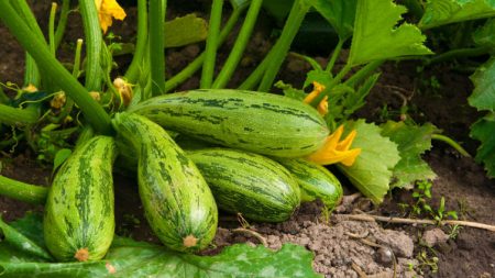 Grønn courgette i hagen