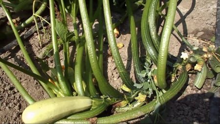 Råtten courgette