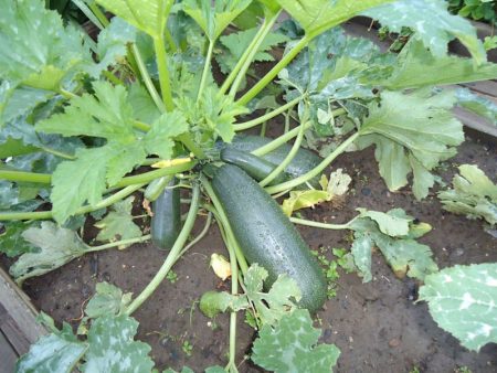 Groene Courgette