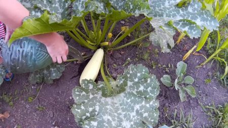 Courgette rot