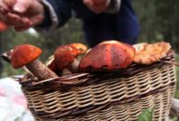 Champignons in een mand