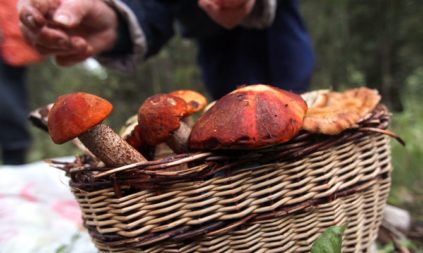 Paddestoelen in een mand