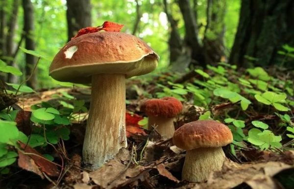 Boletus