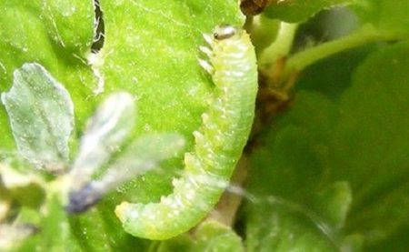 caterpillar