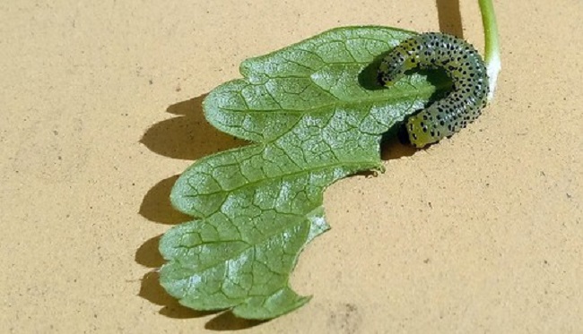 rups op een blad