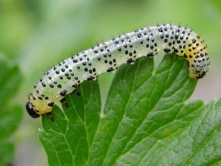 caterpillar på krizhovnike