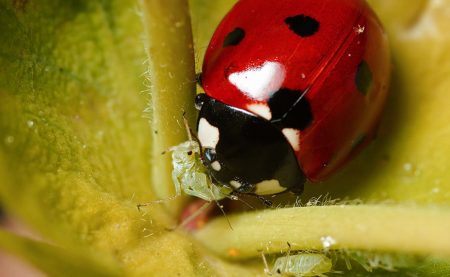 Hvitefly marihøne