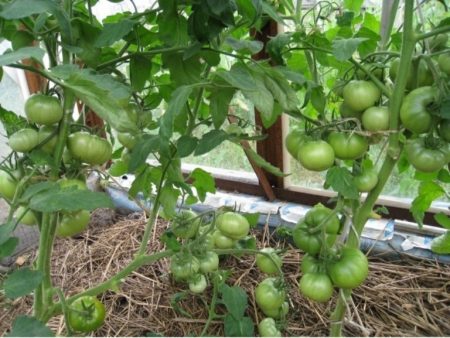 Harvest Green Tomato