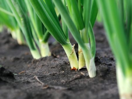 uien in de tuin