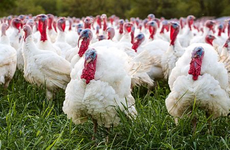 Negosyo para sa lumalagong mga turkey