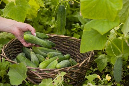 pangangalaga ng pipino