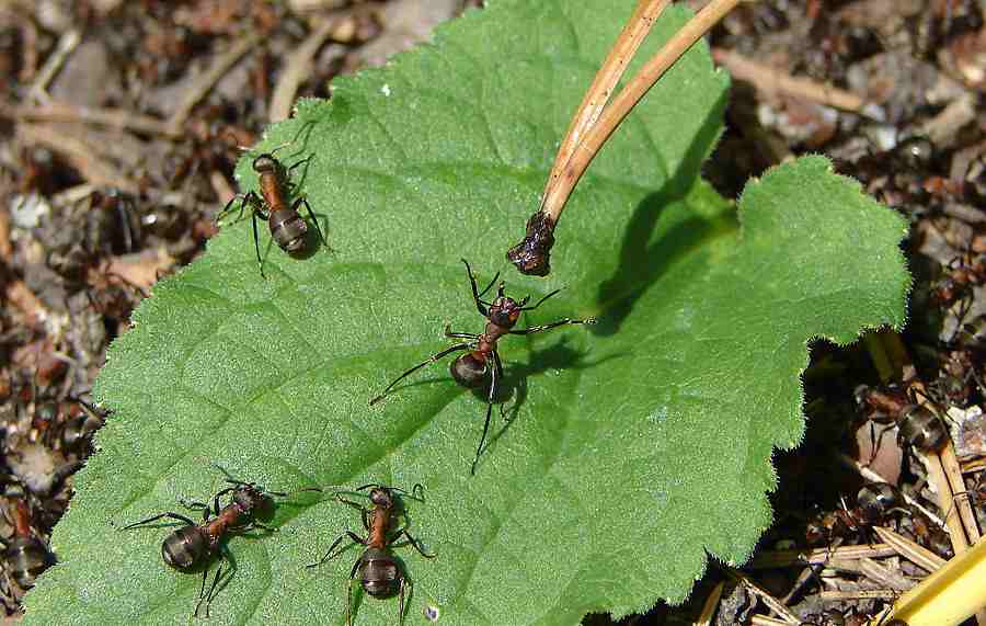 Mga ants sa hardin