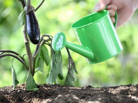 Water gevende aubergine