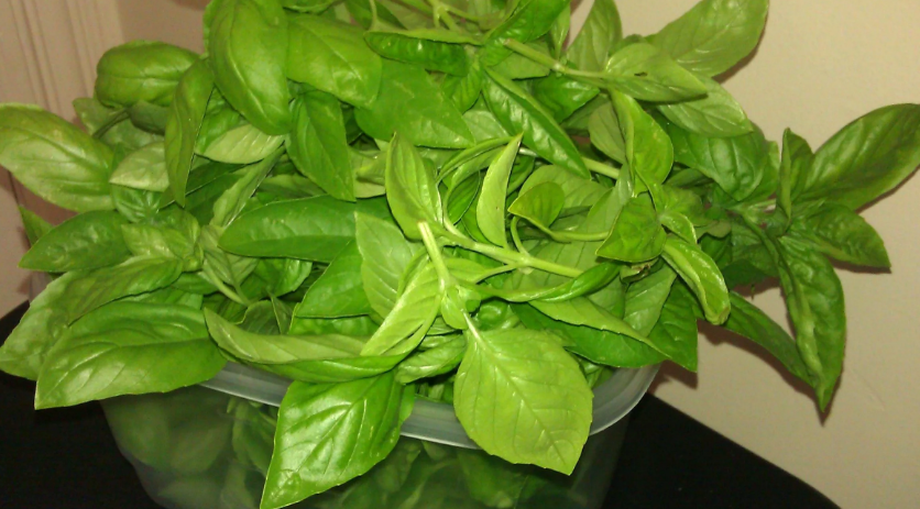 Basil