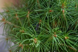 Dwarf spruce