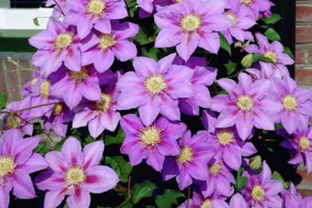 clematis