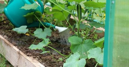 Root top dressing ng mga pipino