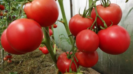 Rijpe tomaten