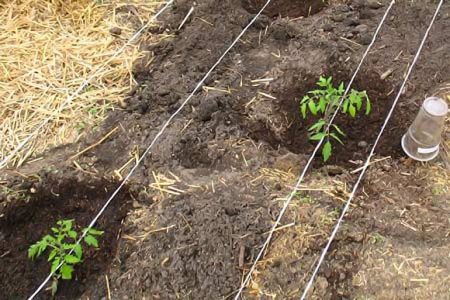 Tomaten in de tuin