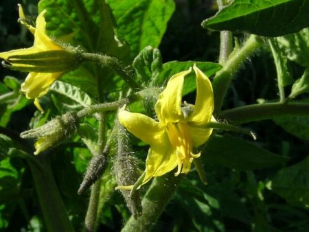 Tomatenbloemen