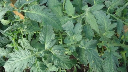 Groene grote bladeren van tomaten