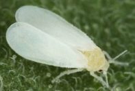 whitefly