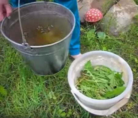 Dandelion Flask