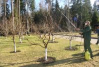 Spring Pear Processing