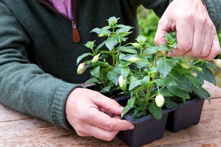 Fuchsia knippen en knijpen