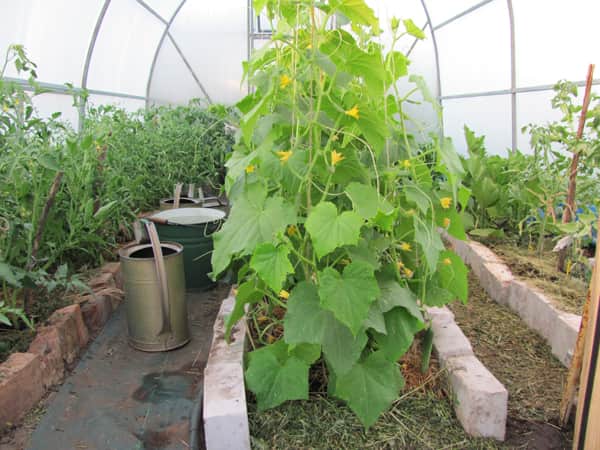 Mga pipino sa greenhouse